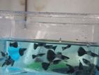 guppy Fish