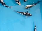 Japanese Koi Fish