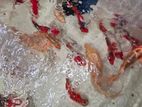 Koi Fish