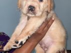 Labrador Puppies