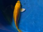 Koi Carp Fish