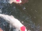 Koi Fish