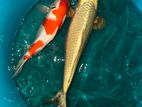 Koi Carp Fish