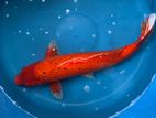 Koi Fish
