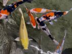 Koi Carp Fish