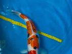 Koi Fish