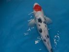 Koi Carp Fish
