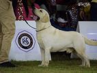 Labrador for Crossing