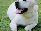 Labrador Male