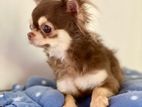 Imported Long Haired Chihuahuas for Crossing