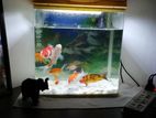 Imported Fish Tank
