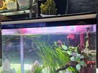 Nano Fish Tank Planted Natural Aquarium