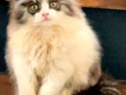 Persian Cat