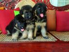 German Sheperd Puppies