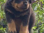 Imported Quality Rottweiler Puppy