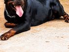 Imported Rottweiler Dog for Crossing