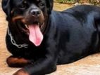 Rottweiler Dog for Crossing