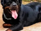 Rottweiler Dog for Crossing