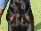 Imported Rottweiler for Crossing