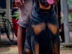 Imported Rottweiler for Crossing