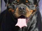 Imported Rottweiler for ( Crossing / Stud )