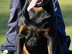 Imported Rottweiler For ( Crossing / Stud )