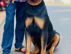 Rottweiler Male for Crossing