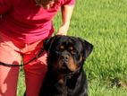 Rottweiler Male for Stud