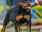 Imported Rottweiler Puppies