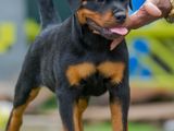 Imported Rottweiler Puppies