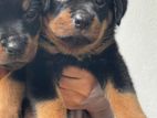 Rottweiler Puppies