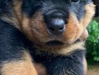 Rottweiler Puppies