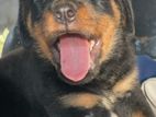 Imported Rottweiler Puppies