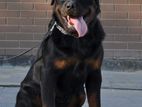 Rottweiler Dog For Crossing