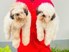 Imported Shih-Tzu Puppies