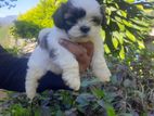Shitzu Puppy