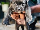 Siberian American Bully Puppies