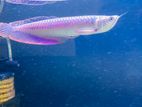 Imported Silver Arowana 10 inches