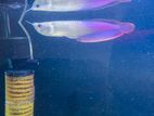 Imported Silver Arowana Fish