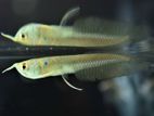 Imported Silver Arowana