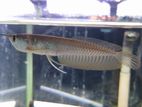 Silver Arowana