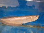 Silver Arowana