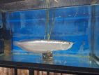 Imported Silver Arowana