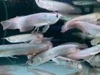 Imported Silver Arowana