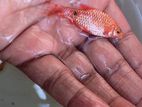 Red Rosy Barb Fish Breeding Pair