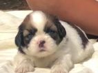 Shih Tzu Male Puppy