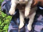Shih Tzu Male Puppy