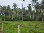 INCOME GENERATING | Premium Coconut Estate in Kurunegala For Sale