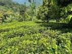 Income Generating Tea & Mixed Crop Estate for Sale at Bulathkohupitiya