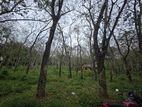 Incredible 300-Perch Property in Homagama